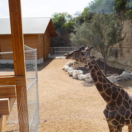 San Antonio Zoo - Spekboom Giraffe Lodge Exteriör bild